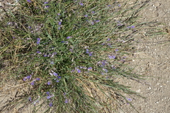 Polygala tenuifolia