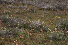 Nemesia cheiranthus
