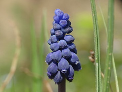 Muscari neglectum