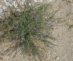 Polygala tenuifolia