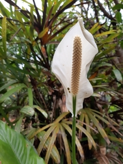 Spathiphyllum wallisii