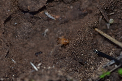 Myrmecophilus myrmecophilus