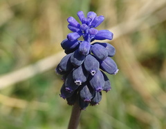 Muscari neglectum