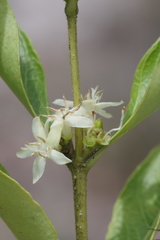 Ebenaceae