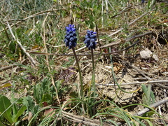 Muscari neglectum