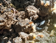 Trigona fulviventris