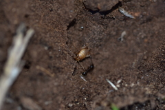Myrmecophilus myrmecophilus