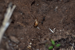 Myrmecophilus myrmecophilus