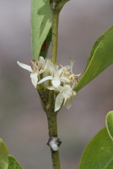 Ebenaceae