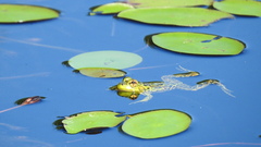 Lithobates septentrionalis