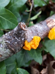 Tremella mesenterica