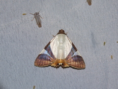 Eulepidotis argyritis