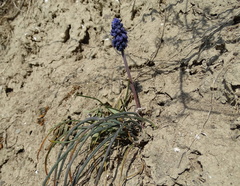 Muscari neglectum