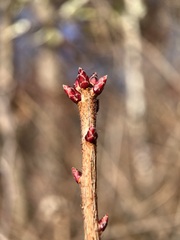 Rhododendron periclymenoides