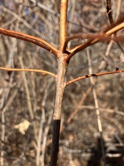 Rhododendron periclymenoides