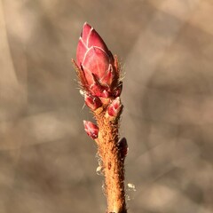 Rhododendron periclymenoides