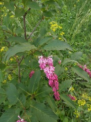 Syringa komarowii
