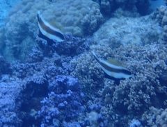 Heniochus chrysostomus