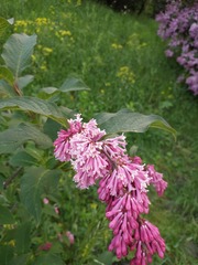 Syringa komarowii