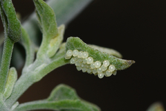 Anthanassa texana texana