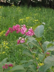 Syringa komarowii