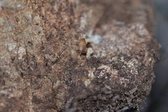 Myrmecophilus myrmecophilus