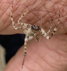 Pararaneus
