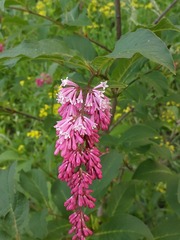 Syringa komarowii