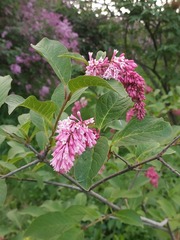 Syringa komarowii