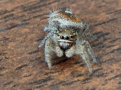 Phidippus cruentus