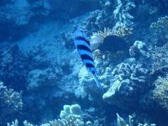 Abudefduf sexfasciatus