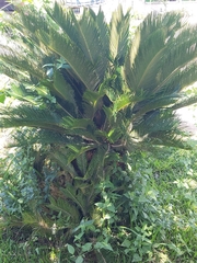 Cycas revoluta