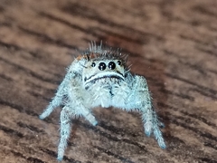 Phidippus cruentus