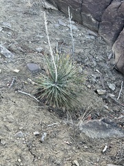 Yucca baileyi