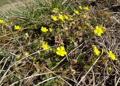 Potentilla heptaphylla