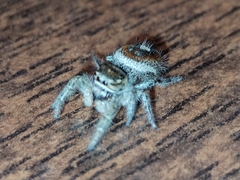 Phidippus cruentus