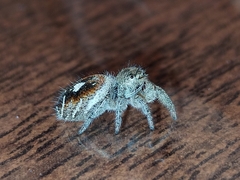 Phidippus cruentus