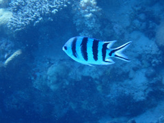 Abudefduf sexfasciatus