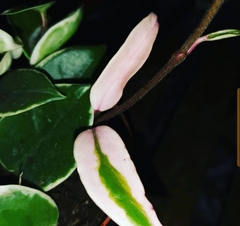 Hoya carnosa image