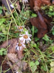 Erigeron annuus