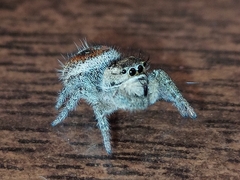 Phidippus cruentus