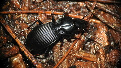 Pterostichus coracinus