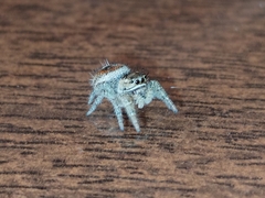 Phidippus cruentus