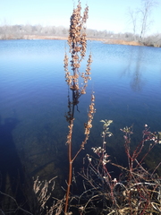 Rumex britannica
