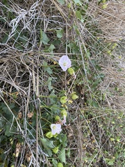 Calystegia macrostegia macrostegia