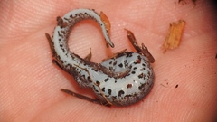 Hemidactylium scutatum