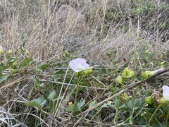 Calystegia macrostegia macrostegia