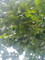 Persea americana