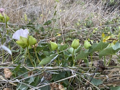 Calystegia macrostegia macrostegia
