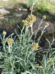Helichrysum stoechas